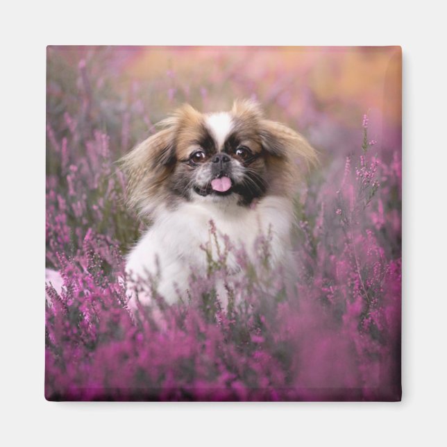 Cutest Baby djur | Pekingese Puppy Magnet (Framsidan)