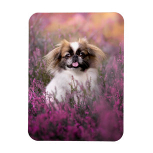 Cutest Baby djur Pekingese Puppy Magnet
