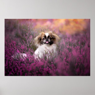 Cutest Baby djur Pekingese Puppy Poster