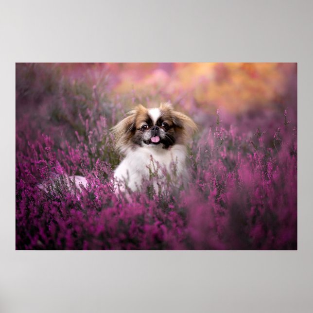 Cutest Baby djur | Pekingese Puppy Poster (Framsidan)