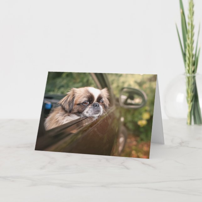 Cutest Baby djur | Pekingesisk marionett i bil Kort (Framsida)