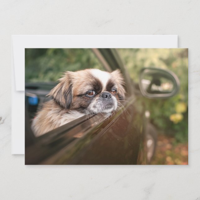 Cutest Baby djur | Pekingesisk marionett i bil Tack Kort (Framsida)