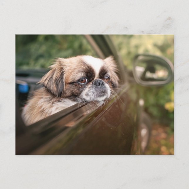 Cutest Baby djur | Pekingesisk marionett i bil Vykort (Framsida)