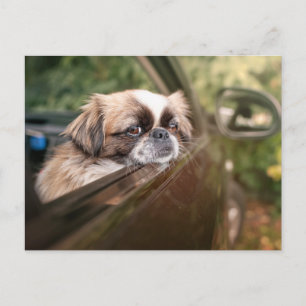 Cutest Baby djur Pekingesisk marionett i bil Vykort