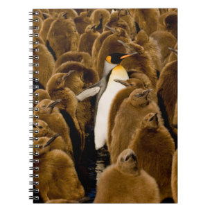 Cutest Baby djur Penguin bland Youngsters Anteckningsbok
