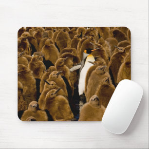 Cutest Baby djur Penguin bland Youngsters Musmatta