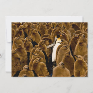 Cutest Baby djur   Penguin bland Youngsters Tack Kort