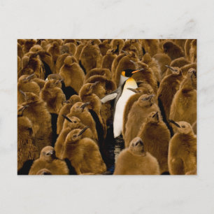 Cutest Baby djur   Penguin bland Youngsters Vykort