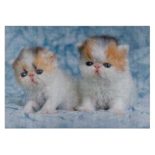 Cutest Baby djur   Persian Calico Kitten