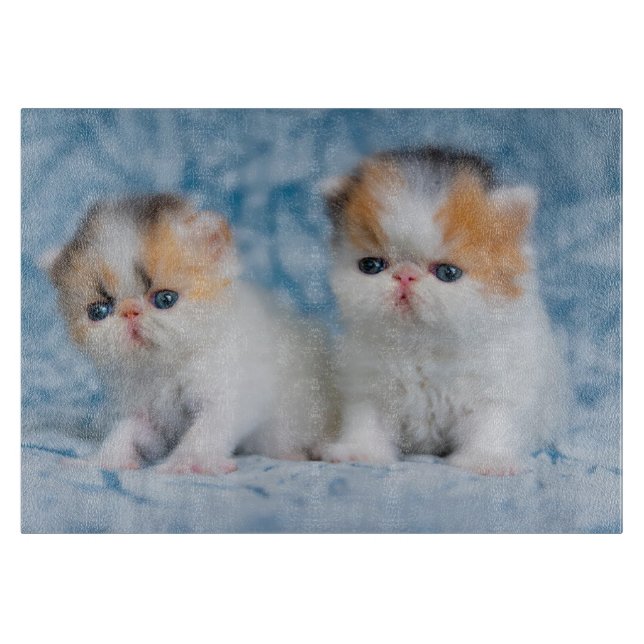 Cutest Baby djur | Persian Calico Kitten (Framsidan)