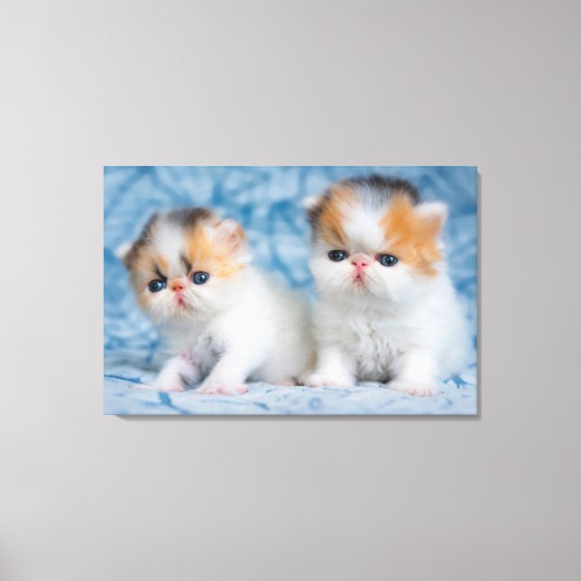 Cutest Baby djur | Persian Calico Kitten Canvastryck (Framsida)