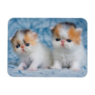 Cutest Baby djur Persian Calico Kitten Magnet