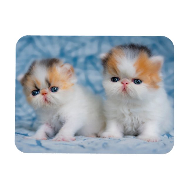 Cutest Baby djur | Persian Calico Kitten Magnet (Horisontell)