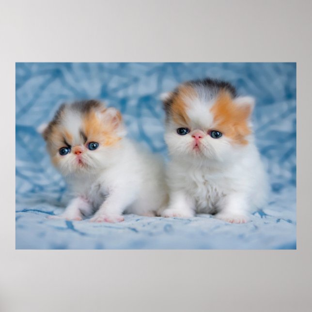 Cutest Baby djur | Persian Calico Kitten Poster (Framsidan)