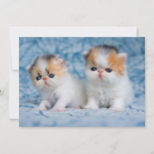 Cutest Baby djur Persian Calico Kitten Tack Kort