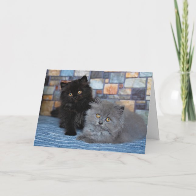 Cutest Baby djur | Persian Kittens på Blanket Kort (Framsida)