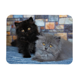 Cutest Baby djur Persian Kittens på Blanket Magnet