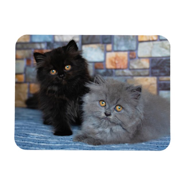 Cutest Baby djur | Persian Kittens på Blanket Magnet (Horisontell)
