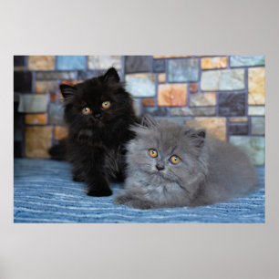 Cutest Baby djur Persian Kittens på Blanket Poster
