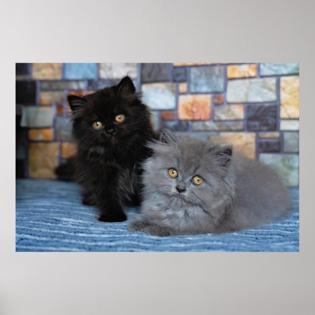 Cutest Baby djur | Persian Kittens på Blanket Poster (Framsidan)