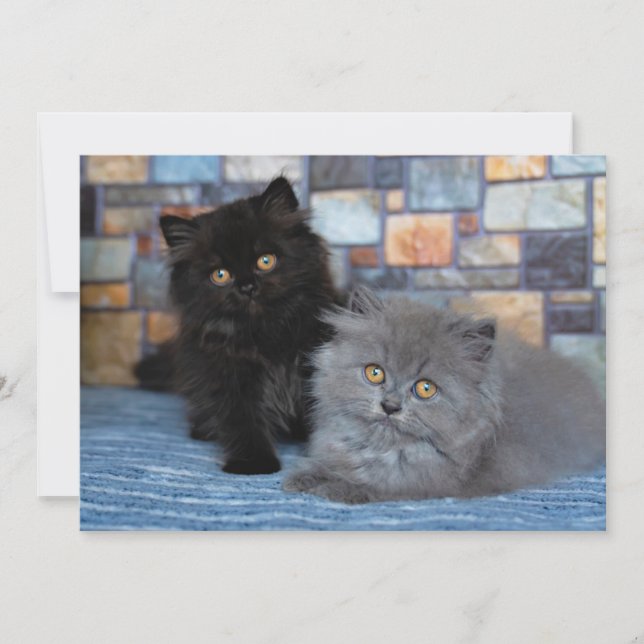 Cutest Baby djur | Persian Kittens på Blanket Tack Kort (Framsida)