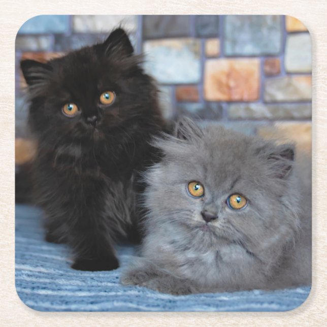 Cutest Baby djur | Persian Kittens på Blanket Underlägg Papper Kvadrat (Framsidan)