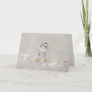 Cutest Baby djur   Piplover-Chick Kort