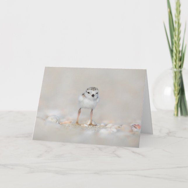Cutest Baby djur | Piplover-Chick Kort (Framsida)