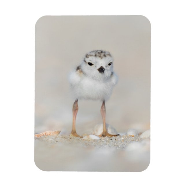 Cutest Baby djur | Piplover-Chick Magnet (Vertikal)