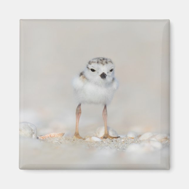 Cutest Baby djur | Piplover-Chick Magnet (Framsidan)