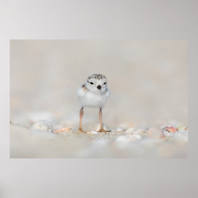 Cutest Baby djur | Piplover-Chick Poster (Framsidan)