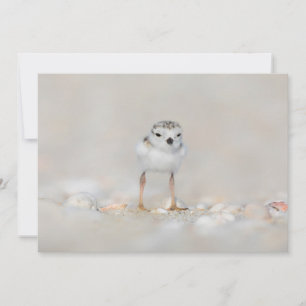 Cutest Baby djur   Piplover-Chick Tack Kort