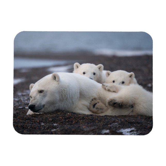 Cutest Baby djur | Polar Bear Family Alaska Magnet (Horisontell)