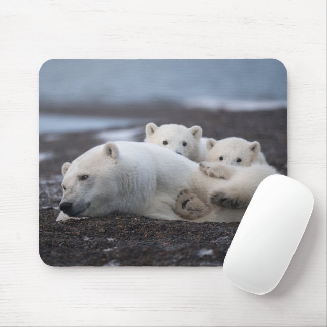 Cutest Baby djur | Polar Bear Family Alaska Musmatta (Med mus)