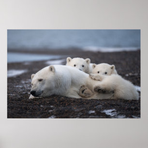 Cutest Baby djur Polar Bear Family Alaska Poster