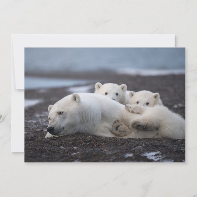 Cutest Baby djur | Polar Bear Family Alaska Tack Kort (Framsida)