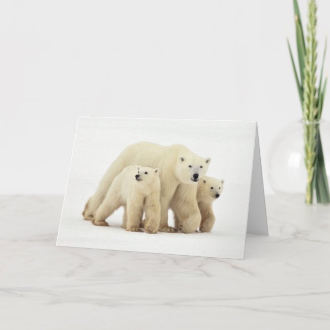 Cutest Baby djur | Polar Bear Family Kort (Framsida)