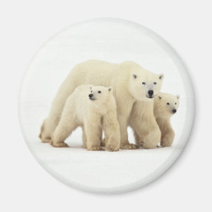 Cutest Baby djur Polar Bear Family Magnet