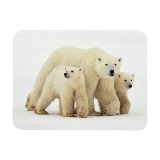 Cutest Baby djur | Polar Bear Family Magnet (Horisontell)