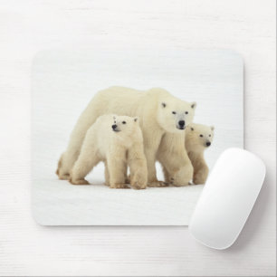 Cutest Baby djur Polar Bear Family Musmatta