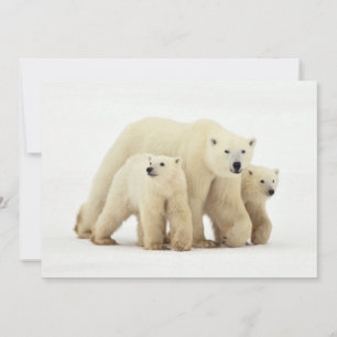 Cutest Baby djur Polar Bear Family Tack Kort