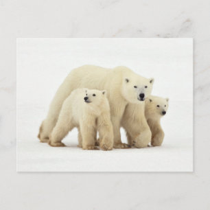 Cutest Baby djur Polar Bear Family Vykort