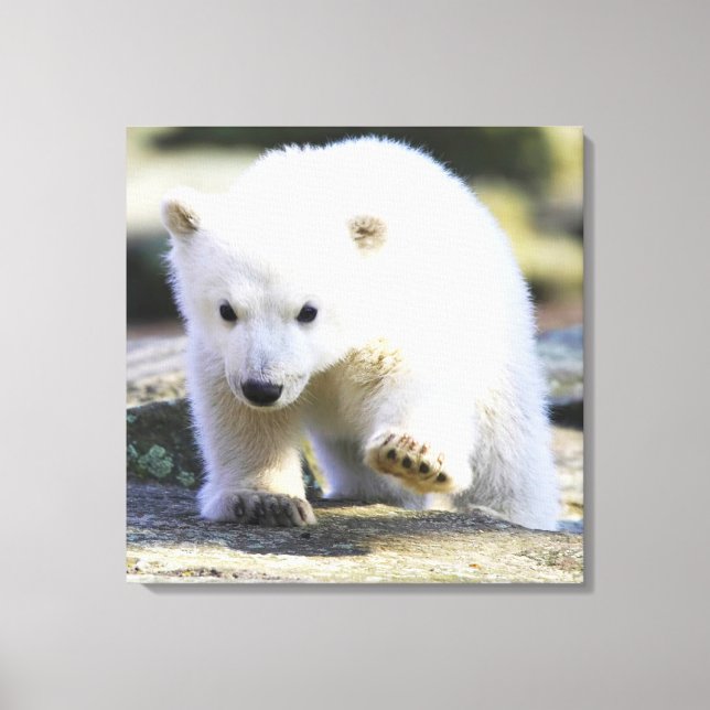 Cutest Baby djur | Polar Björn Baby Canvastryck (Framsida)