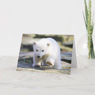 Cutest Baby djur Polar Björn Baby Kort