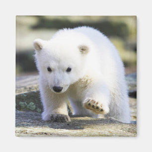 Cutest Baby djur Polar Björn Baby Magnet