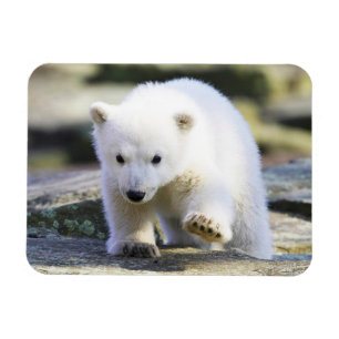 Cutest Baby djur Polar Björn Baby Magnet