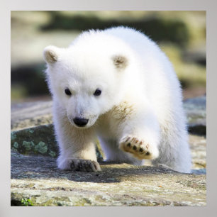 Cutest Baby djur Polar Björn Baby Poster