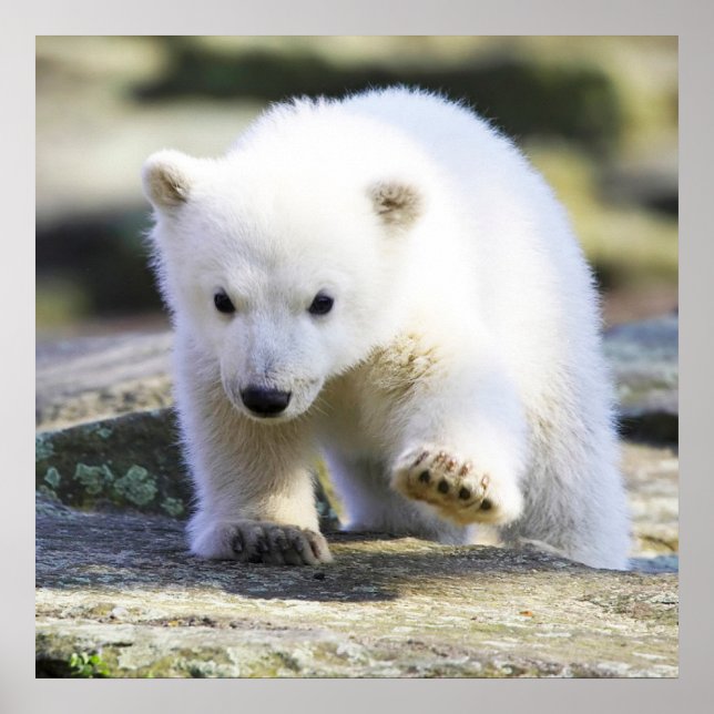 Cutest Baby djur | Polar Björn Baby Poster (Framsidan)