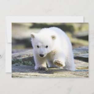 Cutest Baby djur Polar Björn Baby Tack Kort