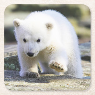 Cutest Baby djur Polar Björn Baby Underlägg Papper Kvadrat